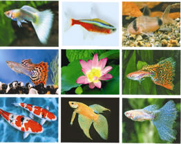fish 4 SFA Living Gems